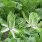 50 Pcs Heirloom Chinese Cabbage Vegetable Seeds