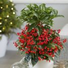 12 Pcs Ardisia Crenata Christmas Coral Berry Ornamental Tree
