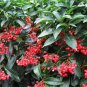 12 Pcs Ardisia Crenata Christmas Coral Berry Ornamental Tree