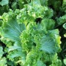30 Pcs Heirloom Organic Green Leaf Mustard Brassica juncea Vegetables
