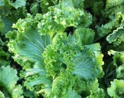 30 Pcs Heirloom Organic Green Leaf Mustard Brassica juncea Vegetables