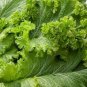 30 Pcs Heirloom Organic Green Leaf Mustard Brassica juncea Vegetables