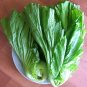 30 Pcs Heirloom Organic Green Leaf Mustard Brassica juncea Vegetables