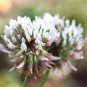 250 Pcs Clover Seeds Bonsai Trifolium Repens Beauty Lucky