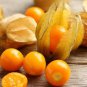 50 Pcs Fresh Perennial Physalis Cape Gooseberry Seeds Chinese Lantern