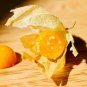 50 Pcs Fresh Perennial Physalis Cape Gooseberry Seeds Chinese Lantern