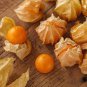 50 Pcs Fresh Perennial Physalis Cape Gooseberry Seeds Chinese Lantern