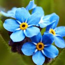 60 Pcs Blue Myosotis Sylvatica Forget-me Flower Seeds 60 Pcs Blue Myosotis Sylvatica Forget-me Flower Seeds