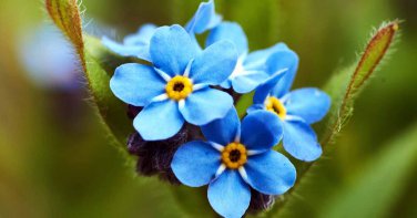 60 Pcs Blue Myosotis Sylvatica Forget-me Flower Seeds