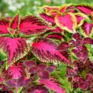 35 Pcs Rare Coleus Blumei Rainbow Series Garden Seeds