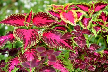 35 Pcs Rare Coleus Blumei Rainbow Series Garden Seeds
