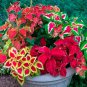 35 Pcs Rare Coleus Blumei Rainbow Series Garden Seeds