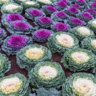 60 Pcs Flower Seeds Garden Ornamental Plants Brassica Oleracea Seeds