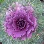 60 Pcs Flower Seeds Garden Ornamental Plants Brassica Oleracea Seeds