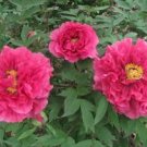 8 Pcs Red Peony Paeonia Suffruticosa The King Of Flowers 8 Pcs Red Peony Paeonia Suffruticosa The King Of Flowers