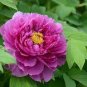 8 Pcs Red Peony Paeonia Suffruticosa The King Of Flowers