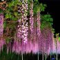 4 Pcs Mixed wisteria seeds bonsai wisteria flower