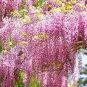 4 Pcs Mixed wisteria seeds bonsai wisteria flower