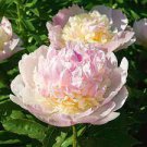 5 Pcs Rare 'Craft Unique Flower' Pink Orange White Peony Plant Seeds