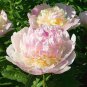 5 Pcs Rare 'Craft Unique Flower' Pink Orange White Peony Plant Seeds