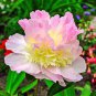 5 Pcs Rare 'Craft Unique Flower' Pink Orange White Peony Plant Seeds
