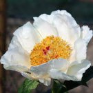 5 Pcs Rare 'Jin Yu' White Ball Peony Seedlings Seeds