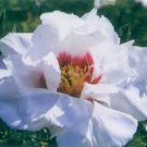 5 Pcs Rare 'Yu Lou Dian Cui' White Peony with Few Red Color Flower