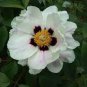 5 Pcs Rare 'Yu Lou Dian Cui' White Peony with Few Red Color Flower