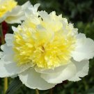 5 Pcs Rare 'Spring Coming' White Yellow Peony Seedlings Flower 5 Pcs Rare 'Spring Coming' White Yellow Peony Seedlings Flower
