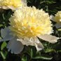 5 Pcs Rare 'Spring Coming' White Yellow Peony Seedlings Flower