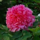 5 Pcs Heirloom 'Shan Hutai' Rose Red Peony Tree Flower Seeds 5 Pcs Heirloom 'Shan Hutai' Rose Red Peony Tree Flower Seeds