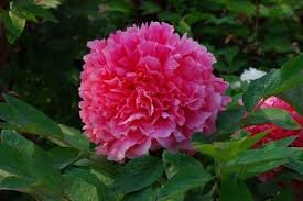 5 Pcs Heirloom 'Shan Hutai' Rose Red Peony Tree Flower Seeds