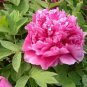 5 Pcs Heirloom 'Shan Hutai' Rose Red Peony Tree Flower Seeds