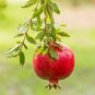 20 Pcs Rare Punica granatum Favorite Delicious Small Pomegranate Fruit Seeds