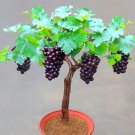 15 Pcs Bonsai Super Black Grape 'Hei Fei' Organic Seeds 15 Pcs Bonsai Super Black Grape 'Hei Fei' Organic Seeds