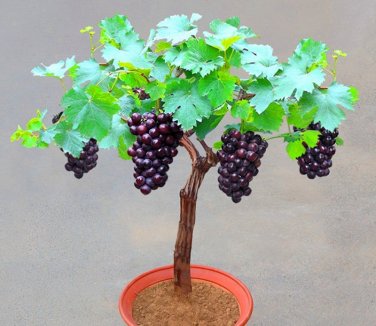 15 Pcs Bonsai Super Black Grape 'Hei Fei' Organic Seeds