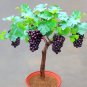15 Pcs Bonsai Super Black Grape 'Hei Fei' Organic Seeds