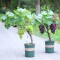 15 Pcs Bonsai Super Black Grape 'Hei Fei' Organic Seeds