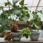 15 Pcs Bonsai Super Black Grape 'Hei Fei' Organic Seeds