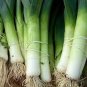 50 Pcs Heirloom Chinese Green Leek Vegetables