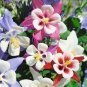 50 Pcs Mixed Garden Columbine Perennial Aquilegia Flowers