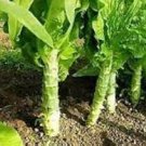 30 Pcs Heirloom Red Skin Asparagus Lettuce Vegetables