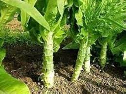 30 Pcs Heirloom Red Skin Asparagus Lettuce Vegetables