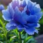 5 Pcs 'Lanxing' Blue Silky Wavy Peony Flower Seeds