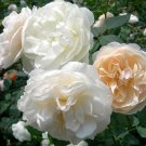 50 Pcs Rose Purely White European Flower Seeds 50 Pcs Rose Purely White European Flower Seeds