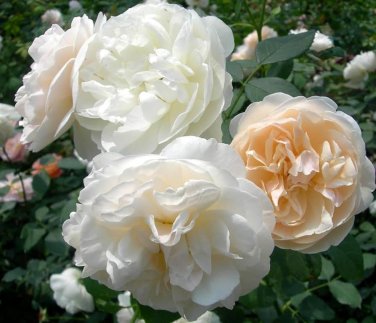 50 Pcs Rose Purely White European Flower Seeds