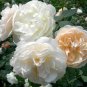 50 Pcs Rose Purely White European Flower Seeds