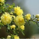 50 Pcs Rose Orangish Yellow Climbing Tree Plant Seeds 50 Pcs Rose Orangish Yellow Climbing Tree Plant Seeds