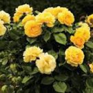 50 Pcs Rose Bright Light Yellow Big Blooms Flower Seeds 50 Pcs Rose Bright Light Yellow Big Blooms Flower Seeds