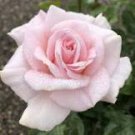 50 Pcs Rose Lovely Pale Pink Rose Flower Seeds